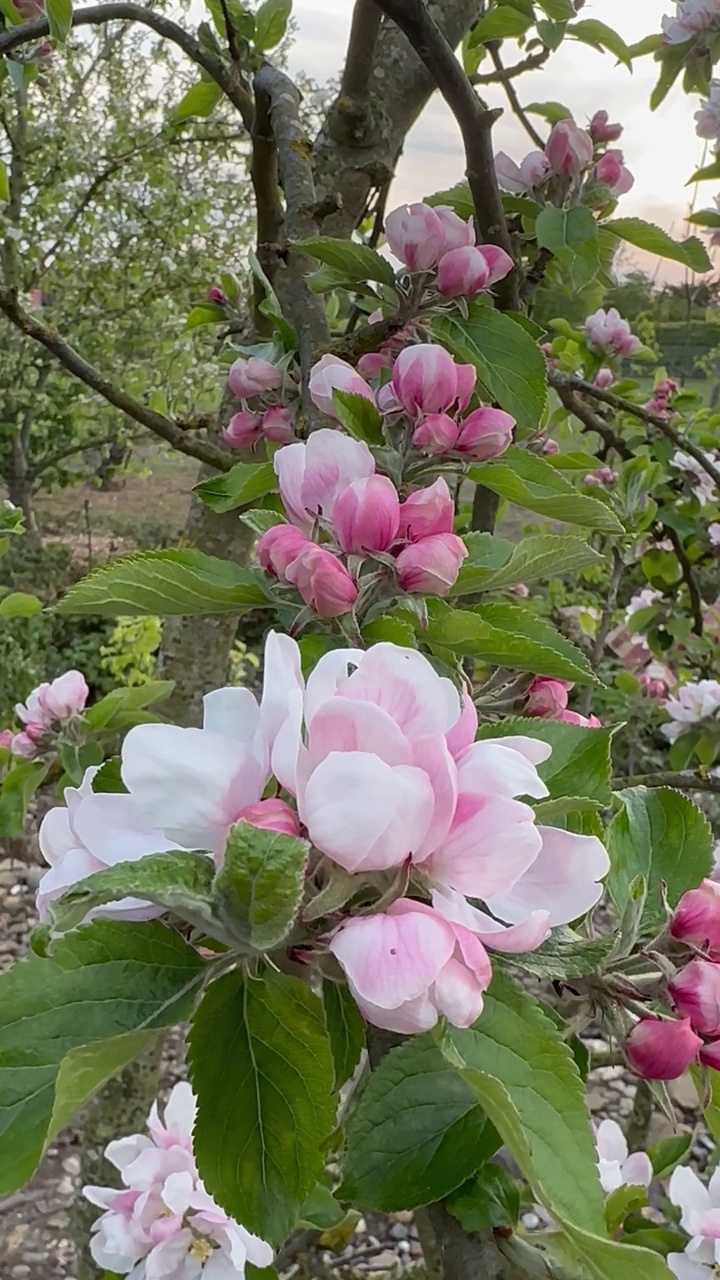 苹果花视频素材