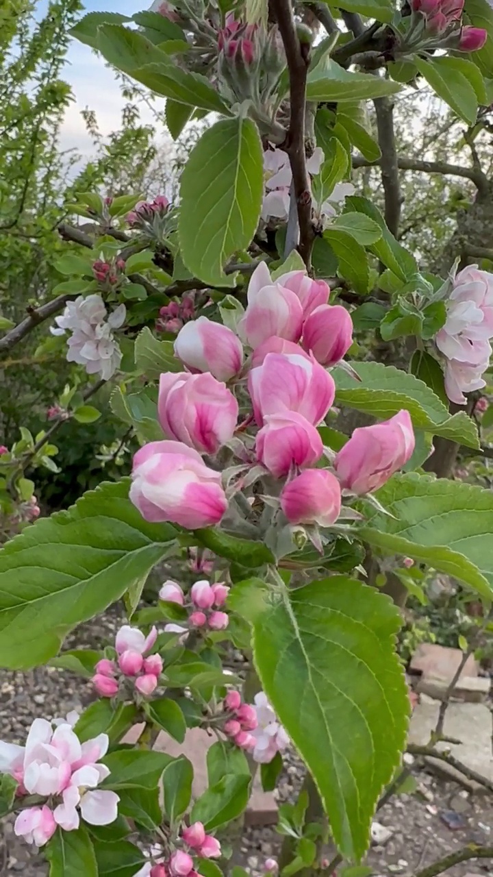 苹果花视频素材