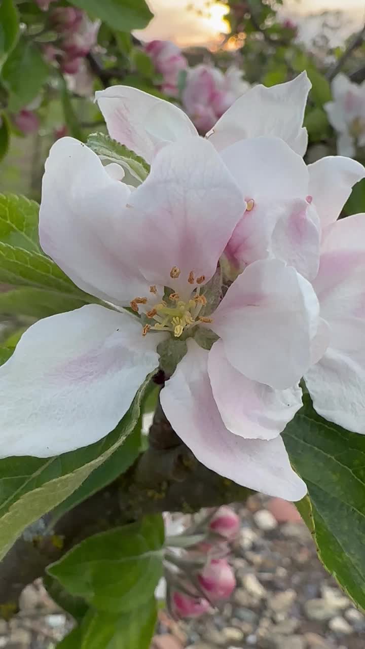 苹果花视频素材