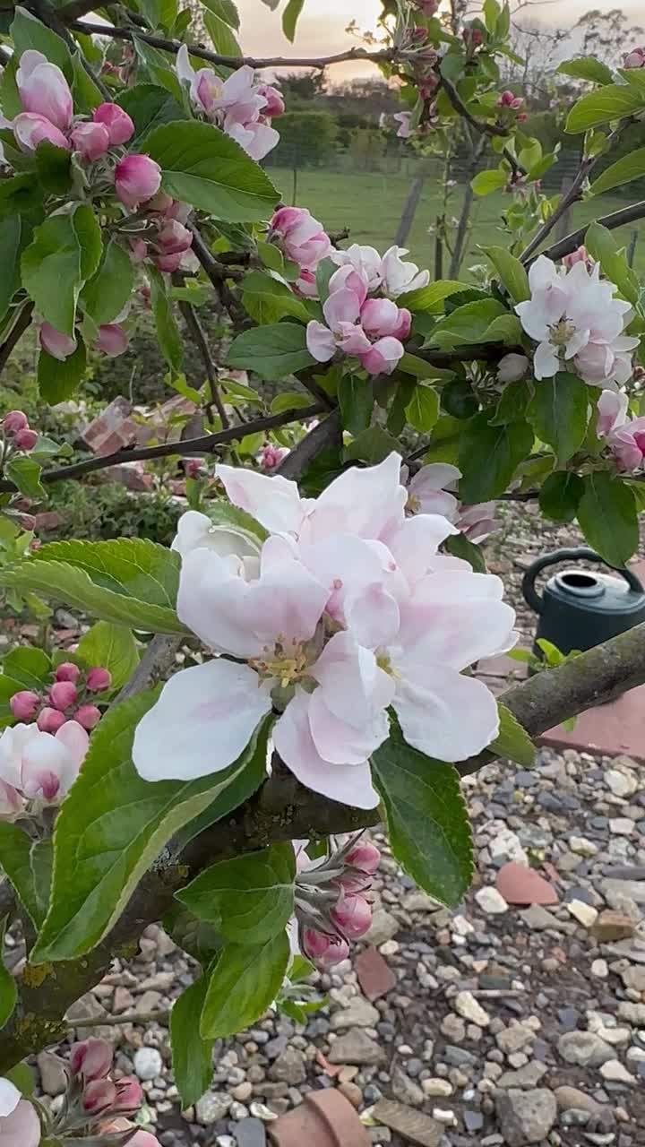 苹果花视频素材