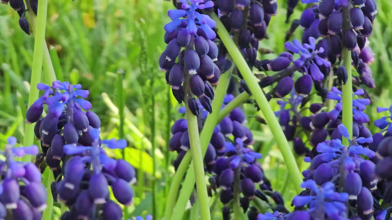 蓝色的麝香花在公园的花坛上，春日的阳光多风。有选择性的重点视频素材