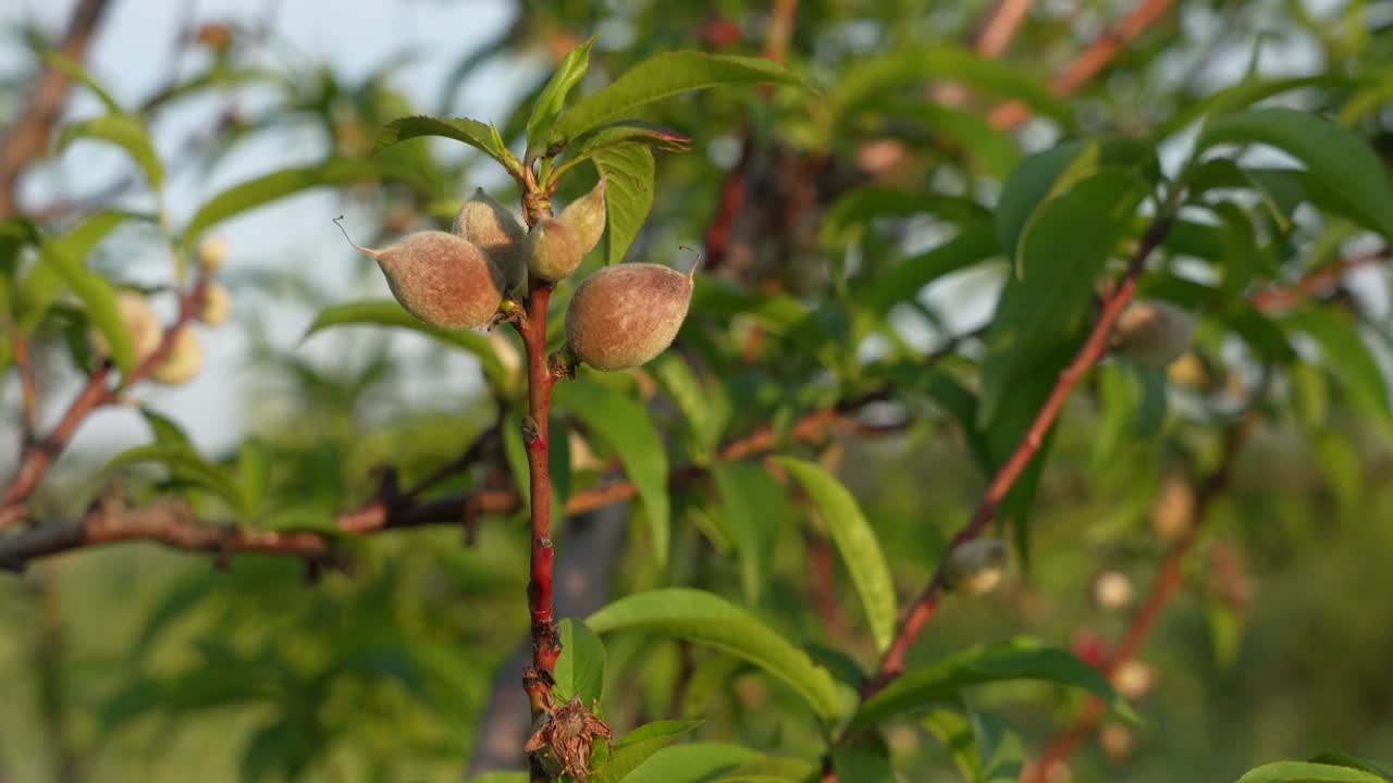 桃树视频素材