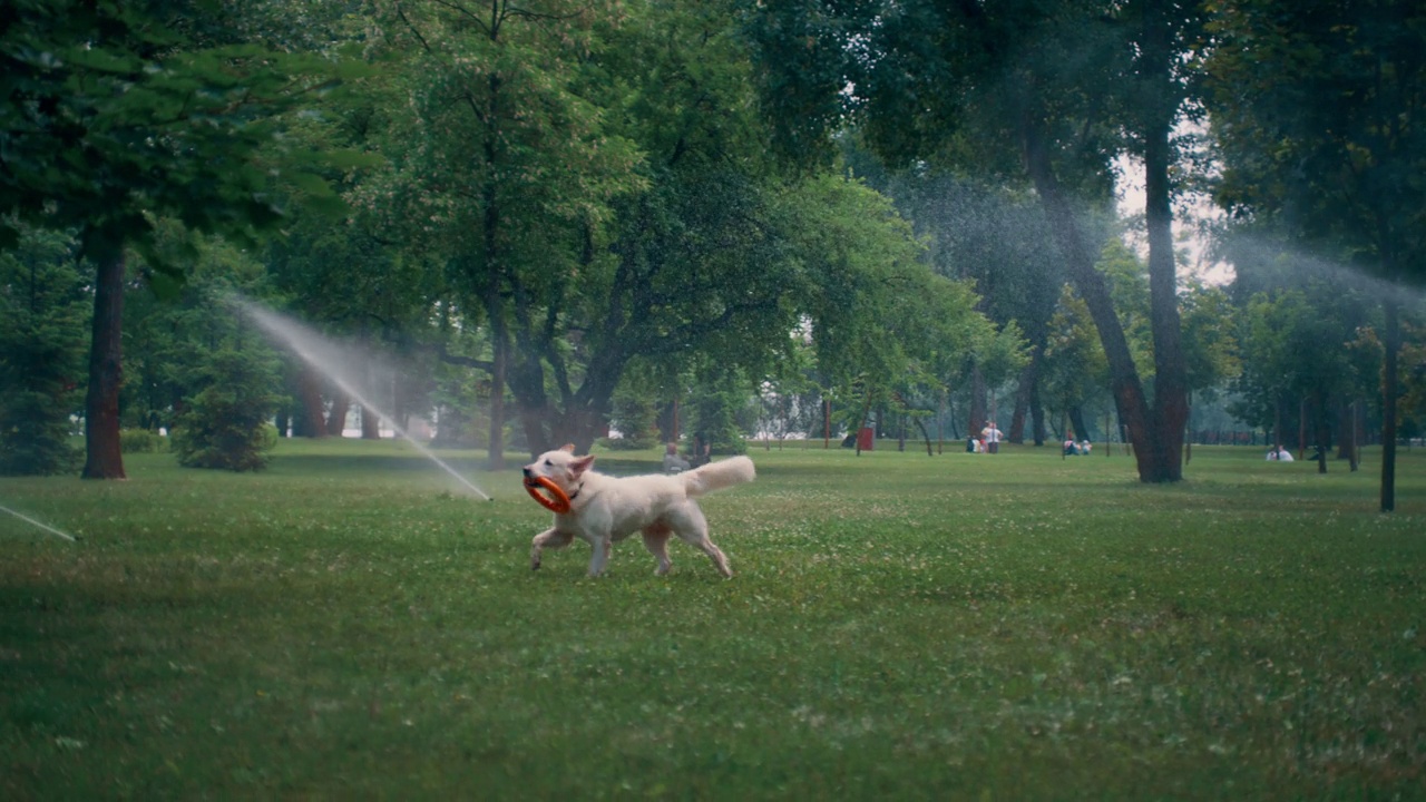 一只精力充沛的金毛猎犬在公园洒水器下叼着橡胶玩具奔跑。视频素材