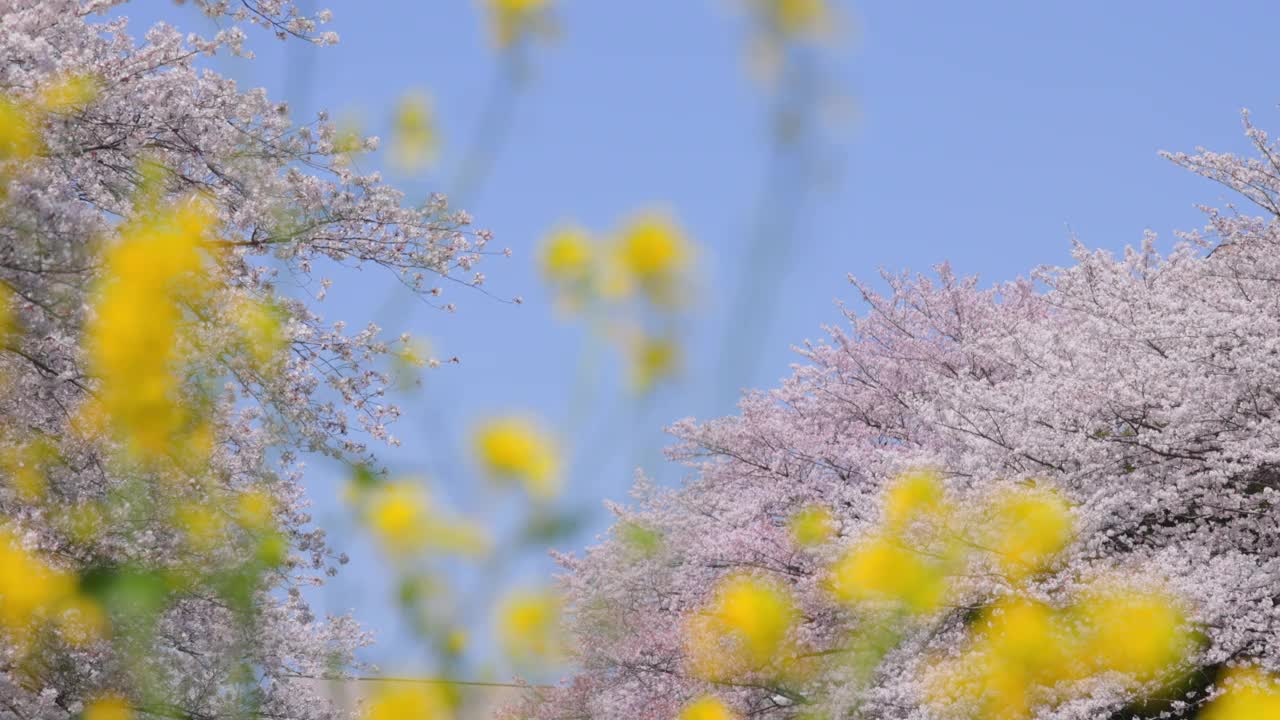 在福冈北九州市的石溪河畔，樱花树和油菜花盛开视频素材