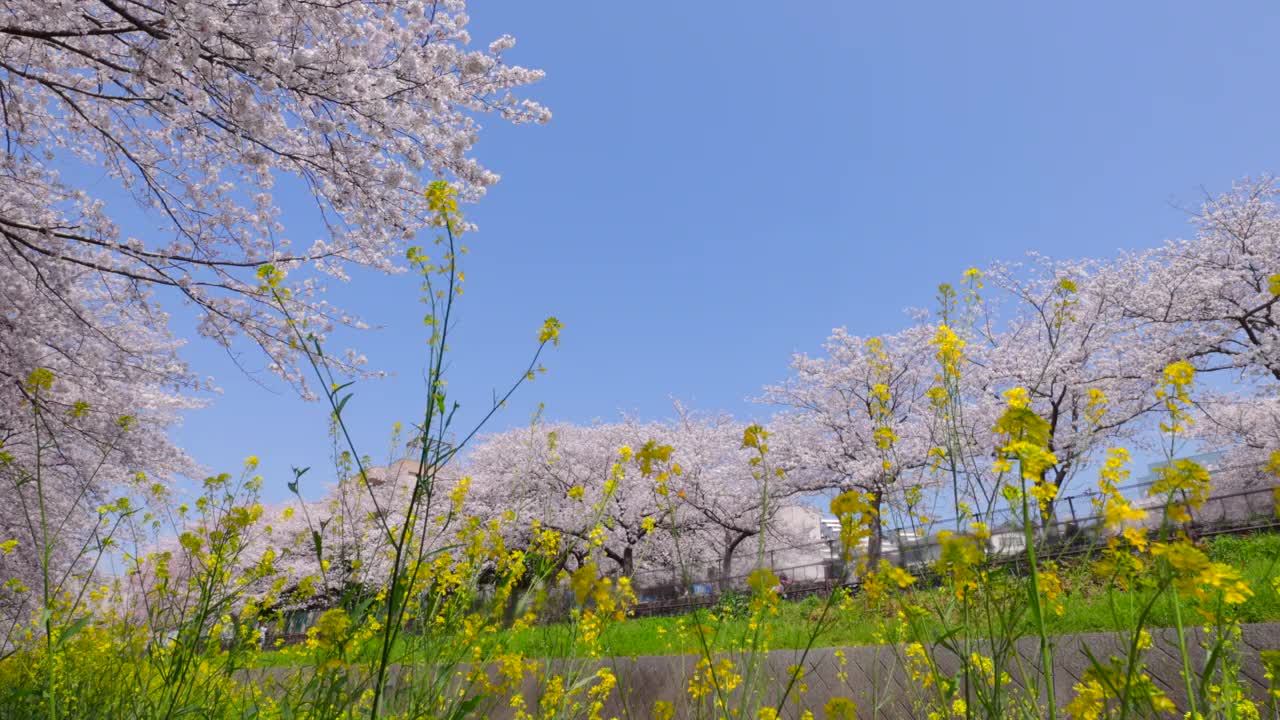 在福冈北九州市的石溪河畔，樱花树和油菜花盛开视频素材