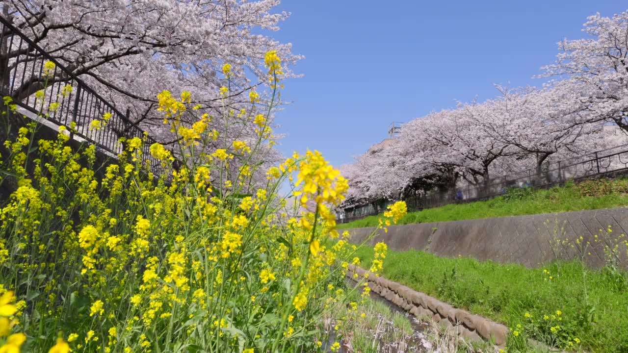 在福冈北九州市的石溪河畔，樱花树和油菜花盛开视频素材