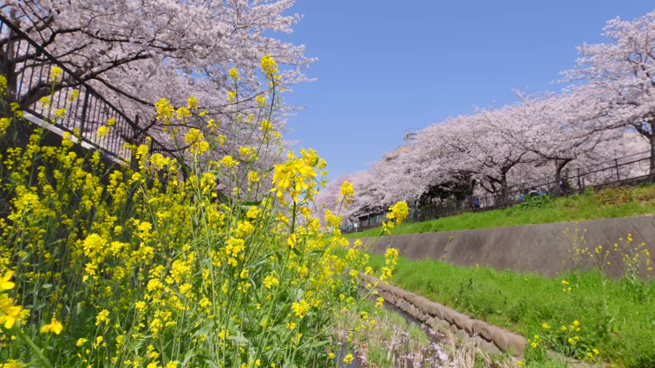 在福冈北九州市的石溪河畔，樱花树和油菜花盛开视频素材