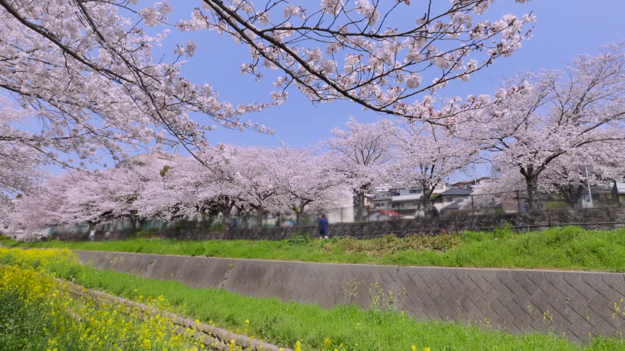 在福冈北九州市的石溪河畔，樱花树和油菜花盛开视频素材