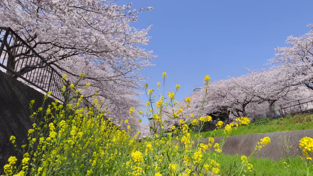 在福冈北九州市的石溪河畔，樱花树和油菜花盛开视频素材