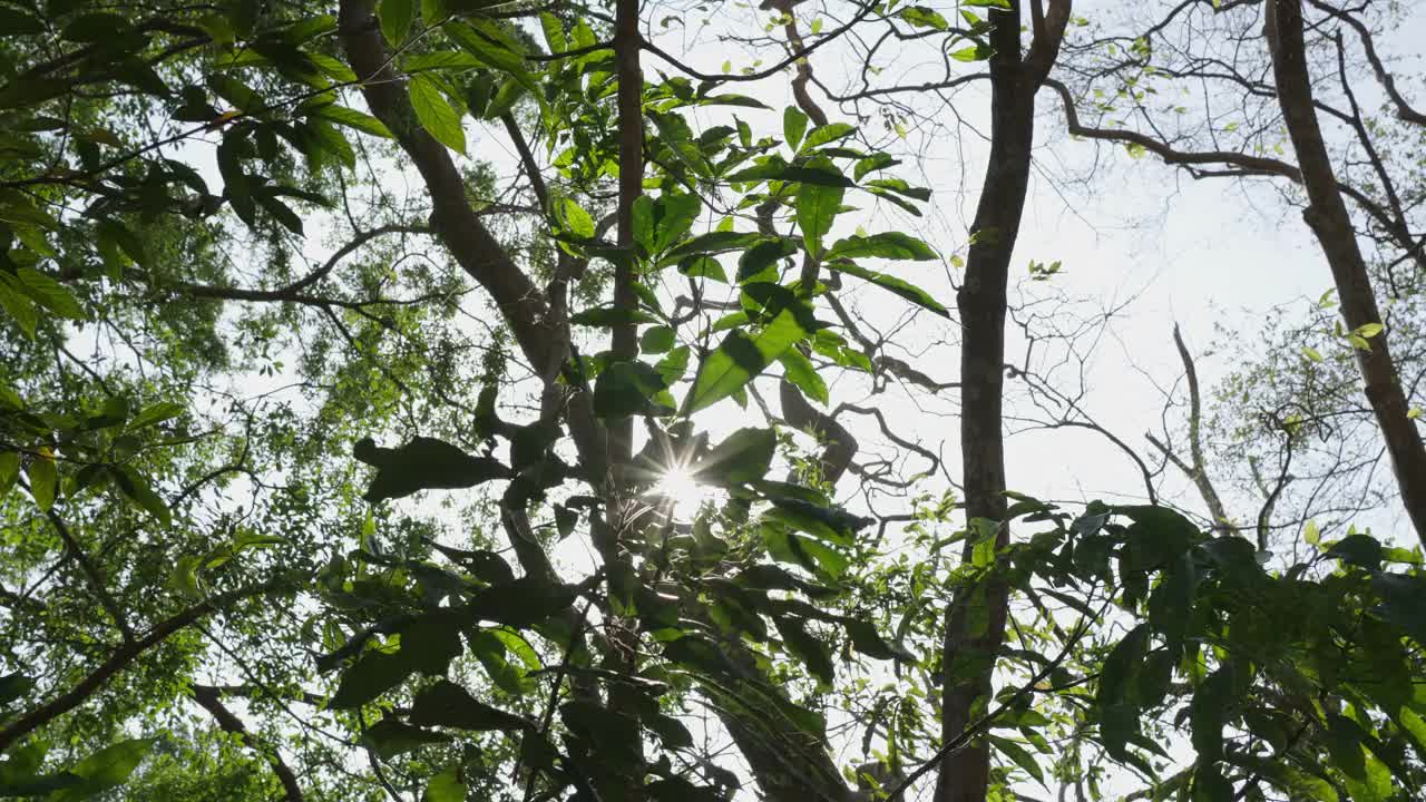 绿色的丛林树木，阳光，绿色的自然树叶，对着晴朗的天空。多莉的相机。视频素材