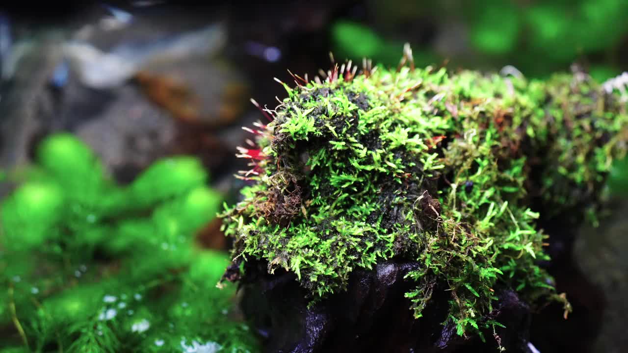 墨达卡池塘中苔藓生长的景色视频素材