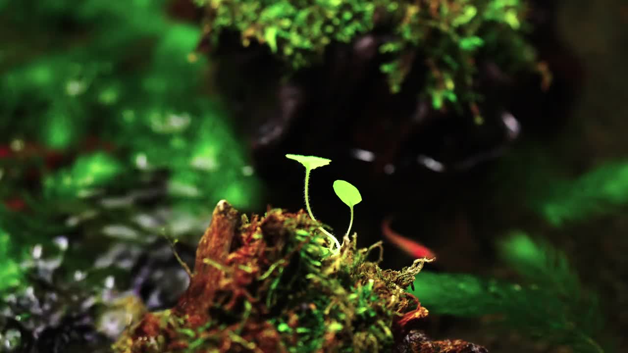 在水母池塘里生长的嫩芽视频素材