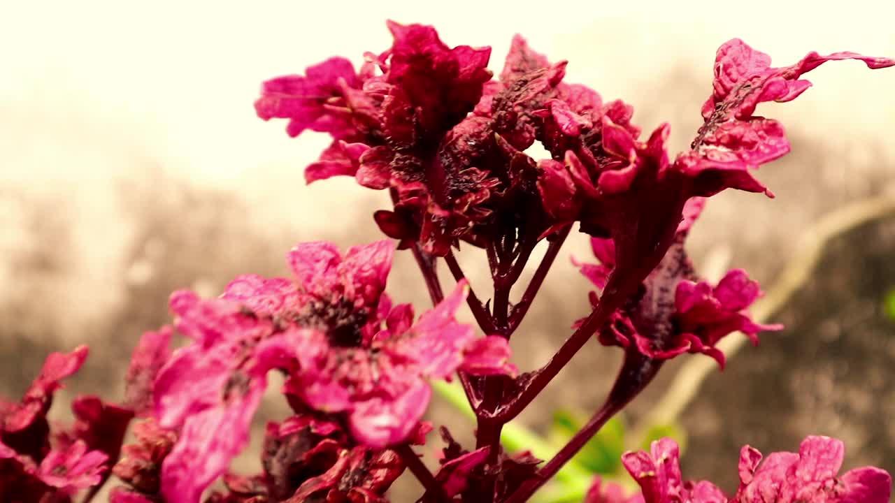 美丽的红色花朵背景视频素材