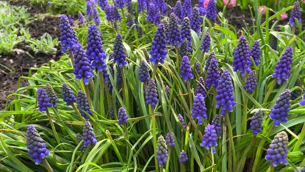 美丽的野花，蓝色的麝香草在新鲜的绿色草地，垂直拍摄视频下载