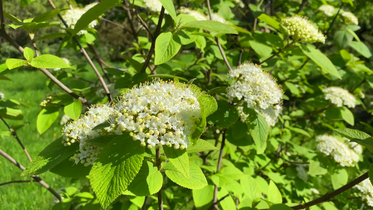 春天的花丛里红色的绣花菜，白色的花朵在微风中摇曳视频下载