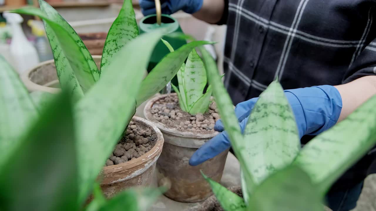 女人在给植物浇水。园丁移植植物。妇女在移植室内植物视频素材