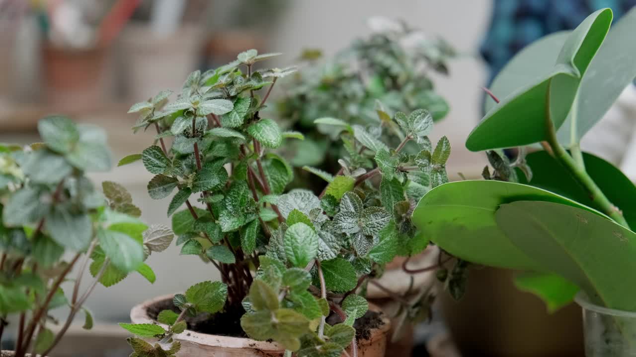 盆里的草。花商照顾植物。园丁移栽植物视频素材