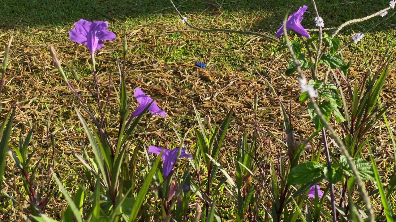 紫枣(Ruellia simplex)视频素材