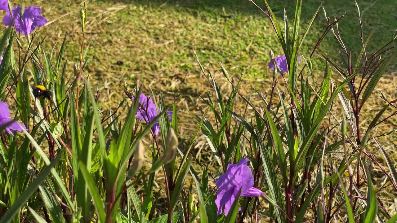 紫枣(Ruellia simplex)视频素材