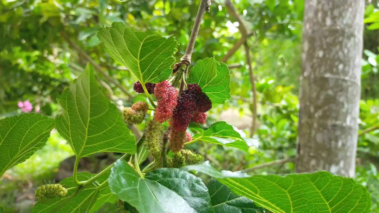 黑莓果视频下载