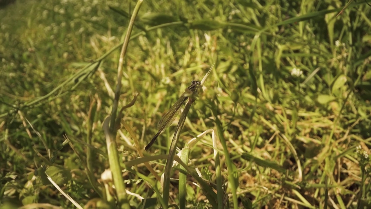 蜻蜓坐在绿色的植物在大自然视频素材