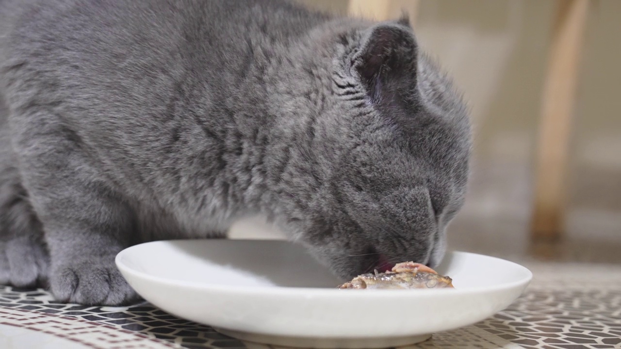 一只可爱又有趣的英国短毛猫小猫在吃碟子里的食物。视频素材