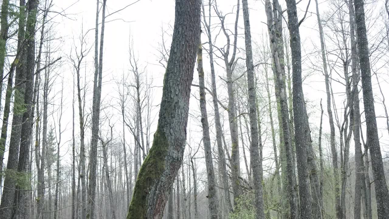 沼泽森林景观视频素材