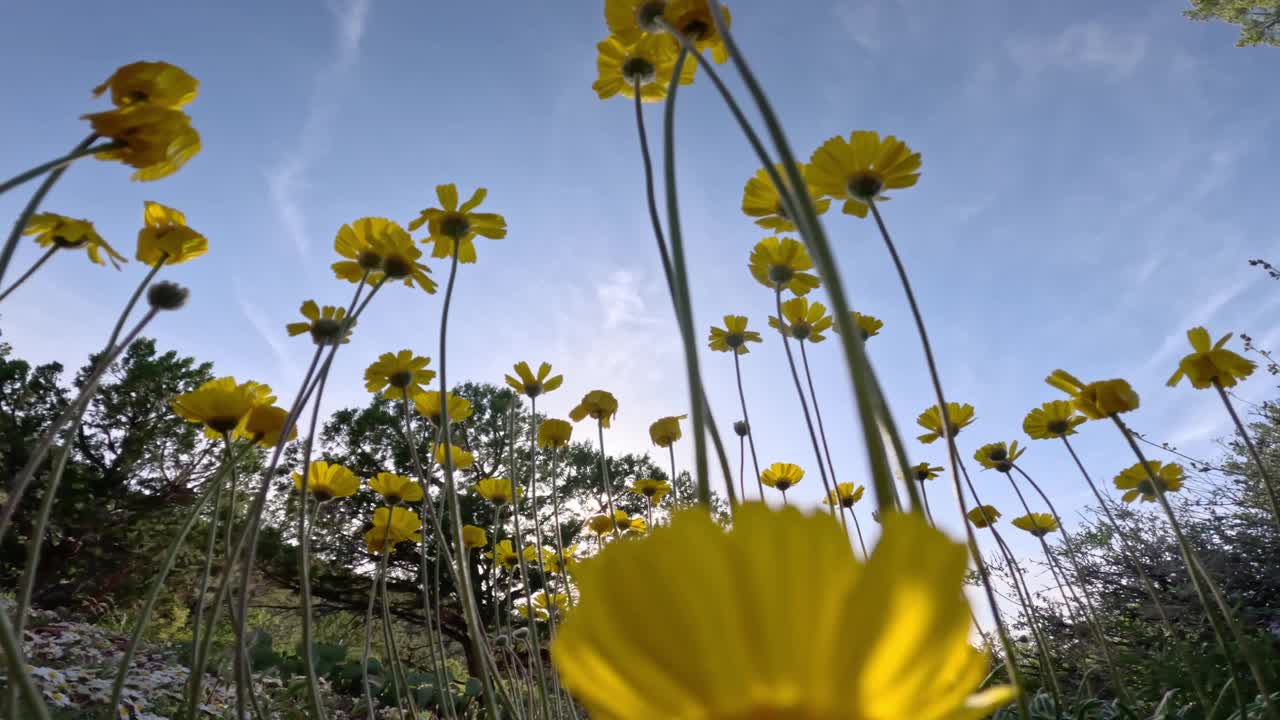 沙漠野花视频素材