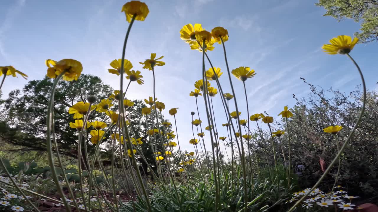 沙漠野花视频素材