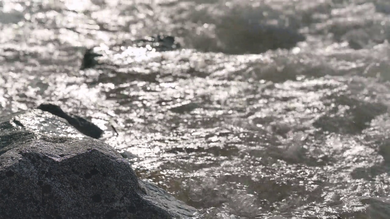 阳光照在岸边小岩石上的泉水上视频素材