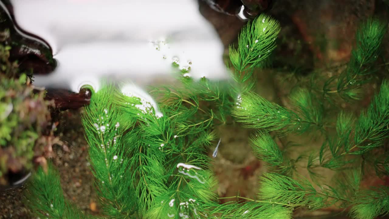 一箱水母在水面上舒适地游动视频素材