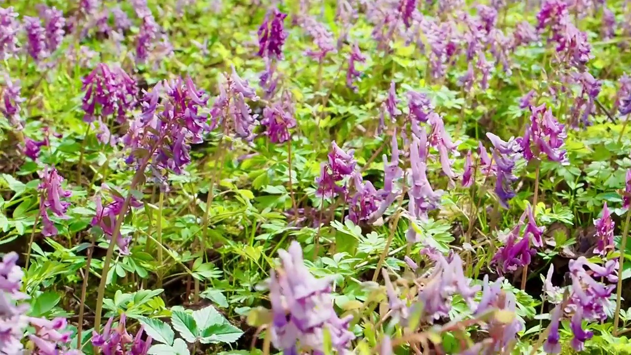 林间空地上开满了春天的野花。开花草地的镜头。视频下载