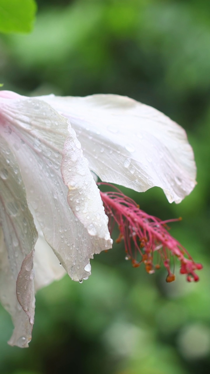 秋天的花和雨滴。有选择性的重点。社交媒体的垂直视频。视频素材