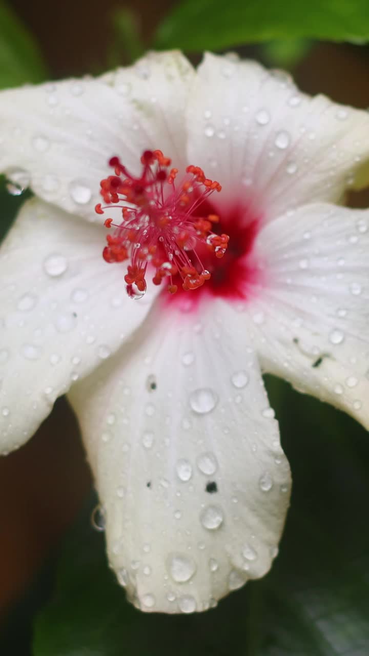 秋天的花和雨滴。有选择性的重点。社交媒体的垂直视频。视频素材