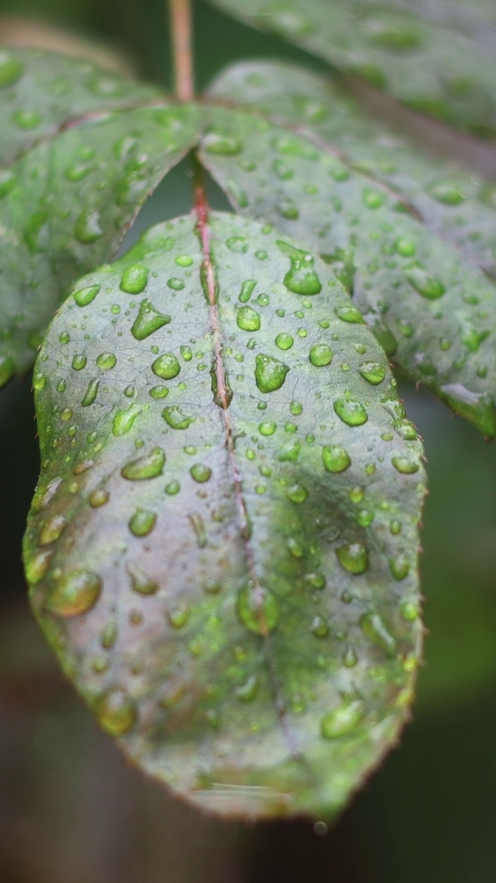 雨滴落在树枝上。秋天的花和雨滴。有选择性的重点。社交媒体的垂直视频。视频素材