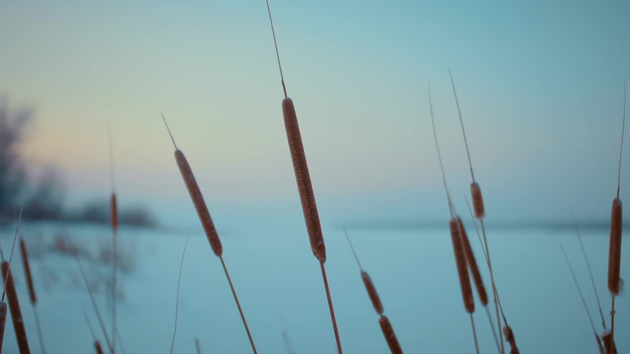 冰冻的湖泊或河流上的芦苇，冬天日出时的美丽特写，4K, Prores视频素材