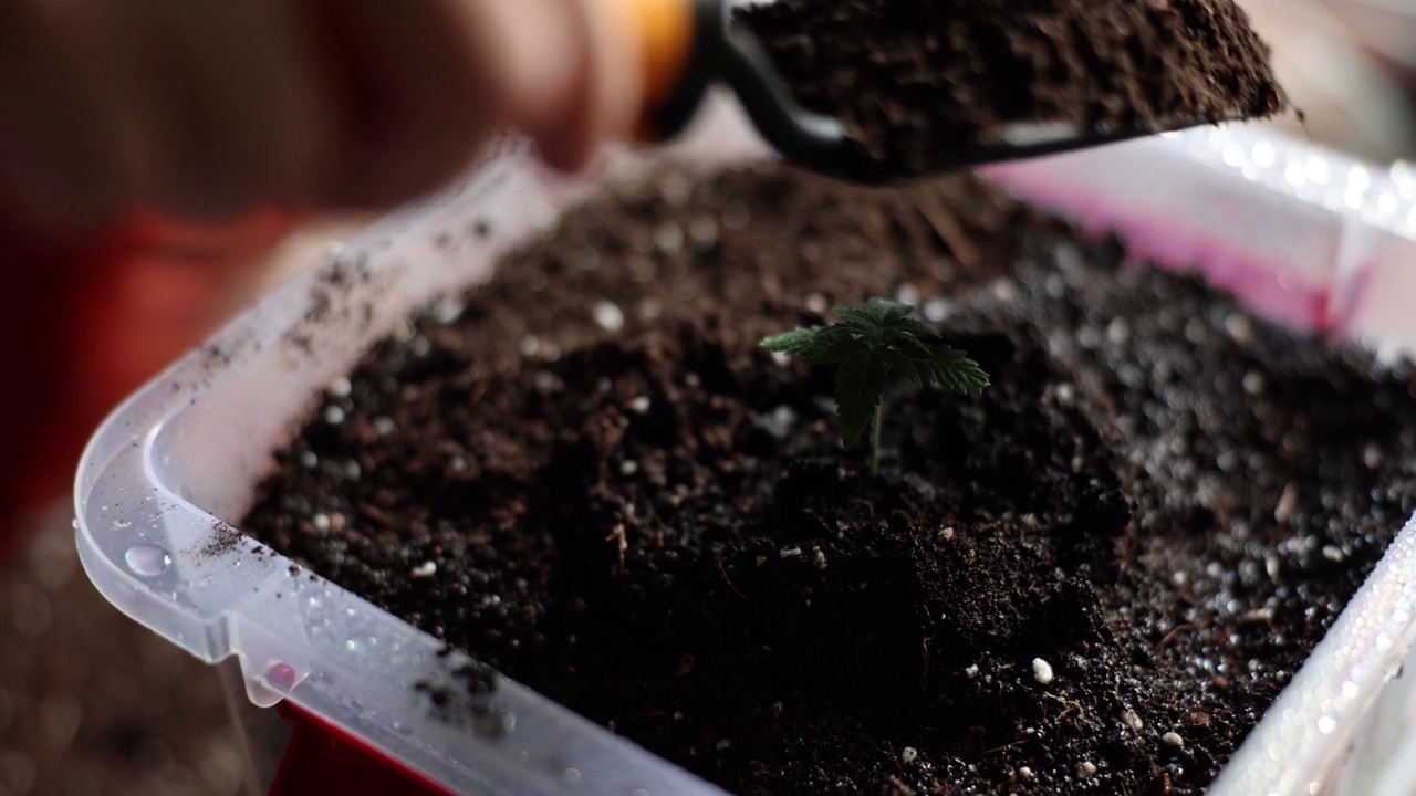 一个人把黑土放进容器里种植大麻视频素材