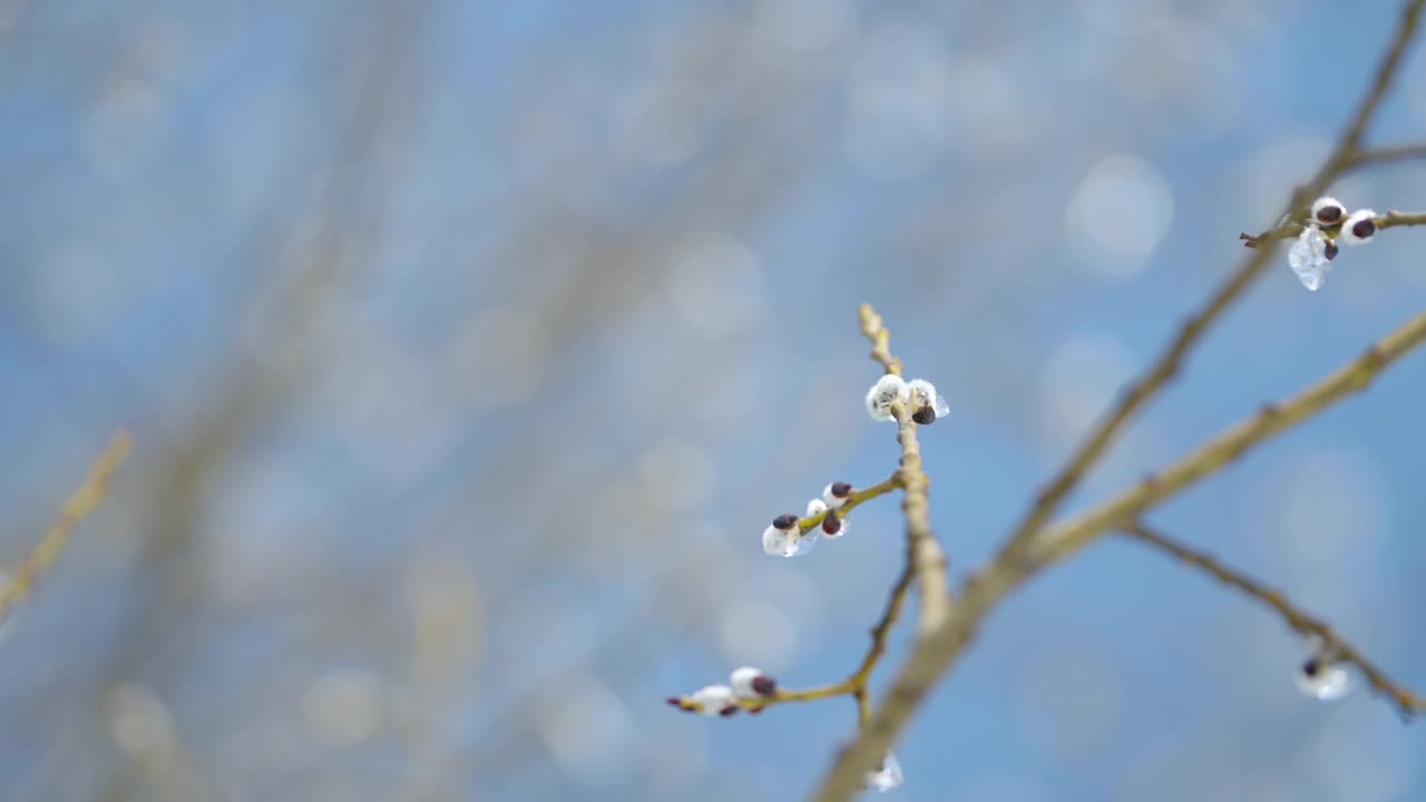 柳树开花了。紫柳冰封在蓝天的背景上。散景。视频素材