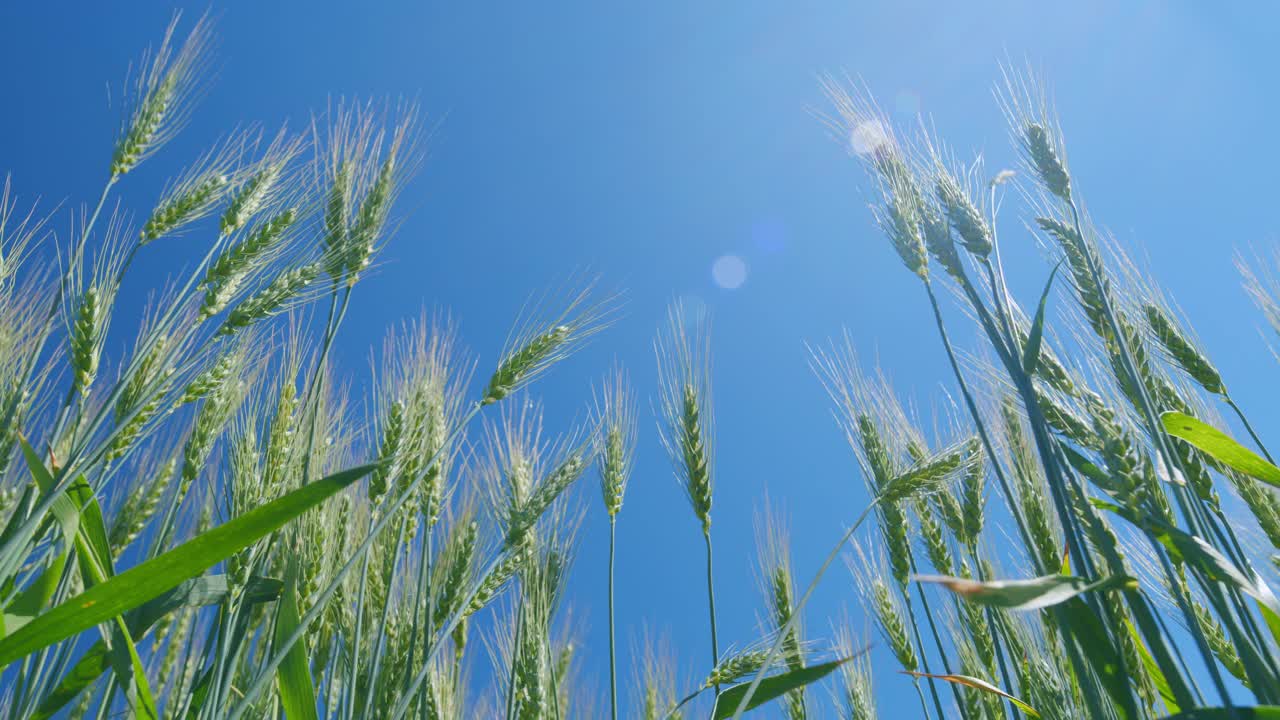 小麦的小穗随风摇摆。世界饥荒。美丽的蓝天。低角度视角。收获和收获的概念。视频素材