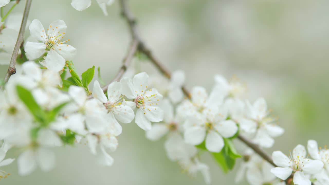 春天，白梅在枝头绽放。缓慢的运动。视频素材