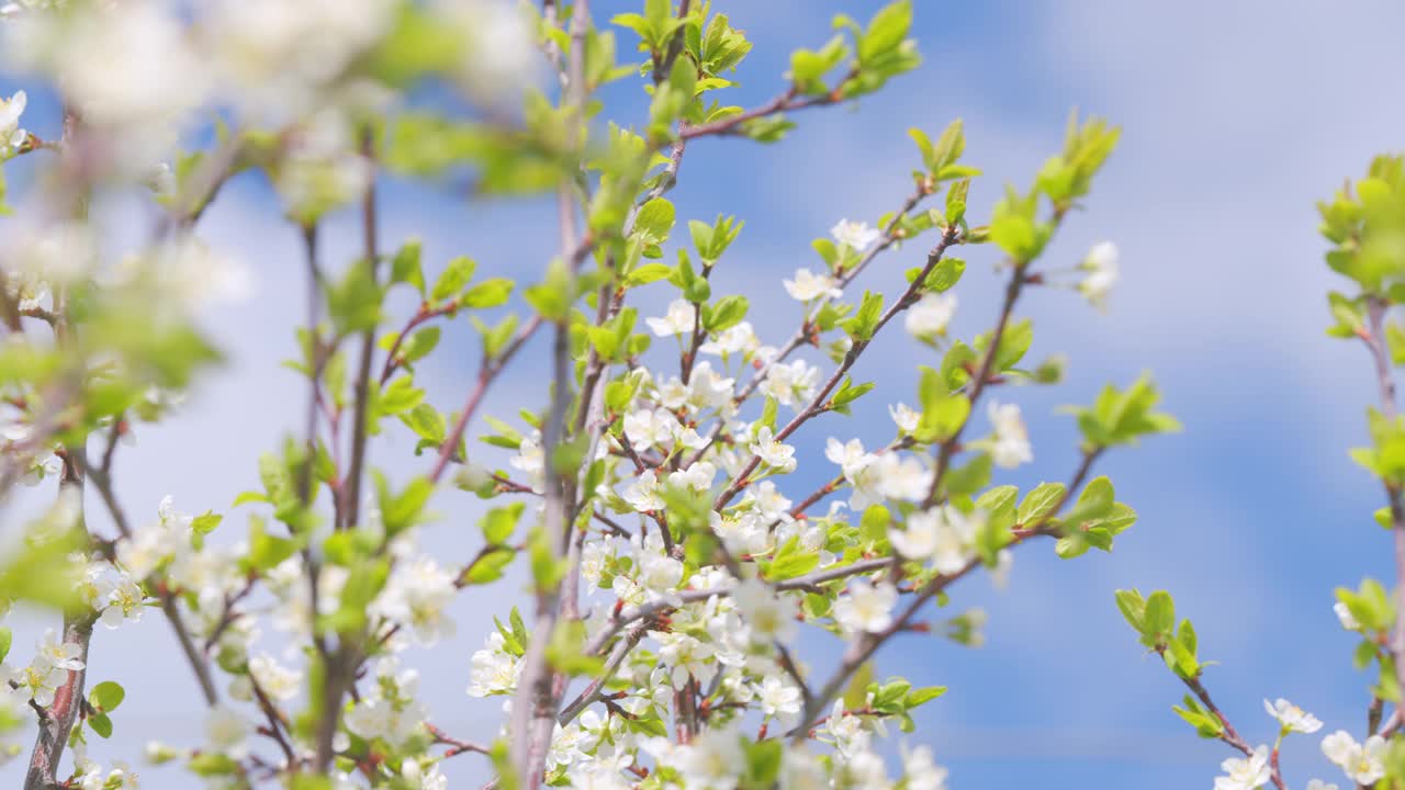 花园里开花的果树。在一个阳光明媚的春日，樱花盛开。盛开的背景。缓慢的运动。视频素材