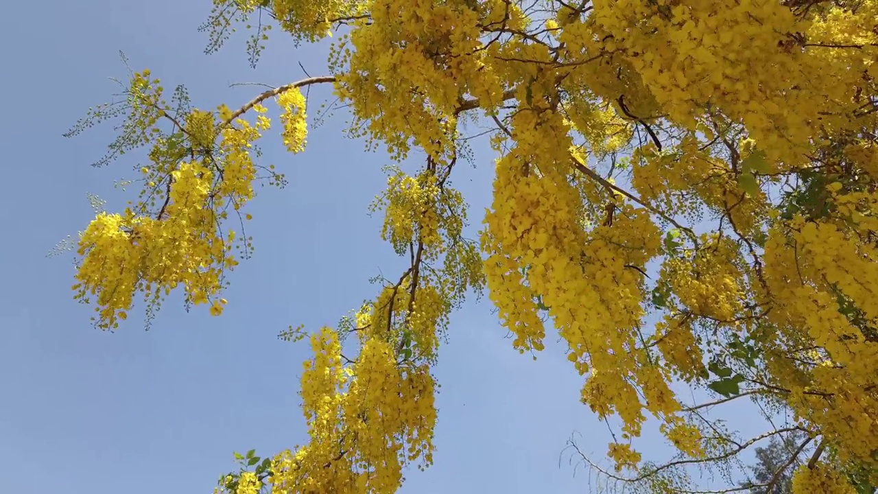 金色的花在公园里盛开。花园里的印度金盆草或决明子树视频素材