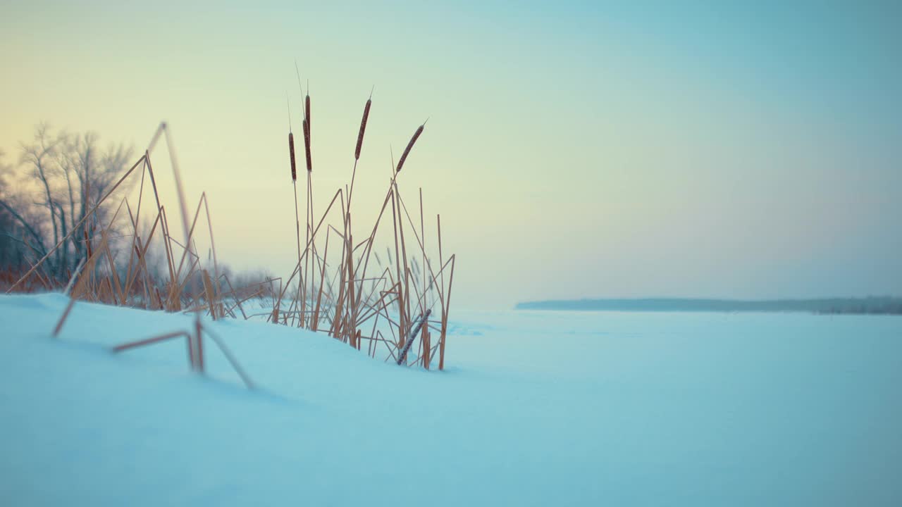 美丽的冬季景观在冰冻的河流上日出或日落，干芦苇在雪，4K, Prores视频素材