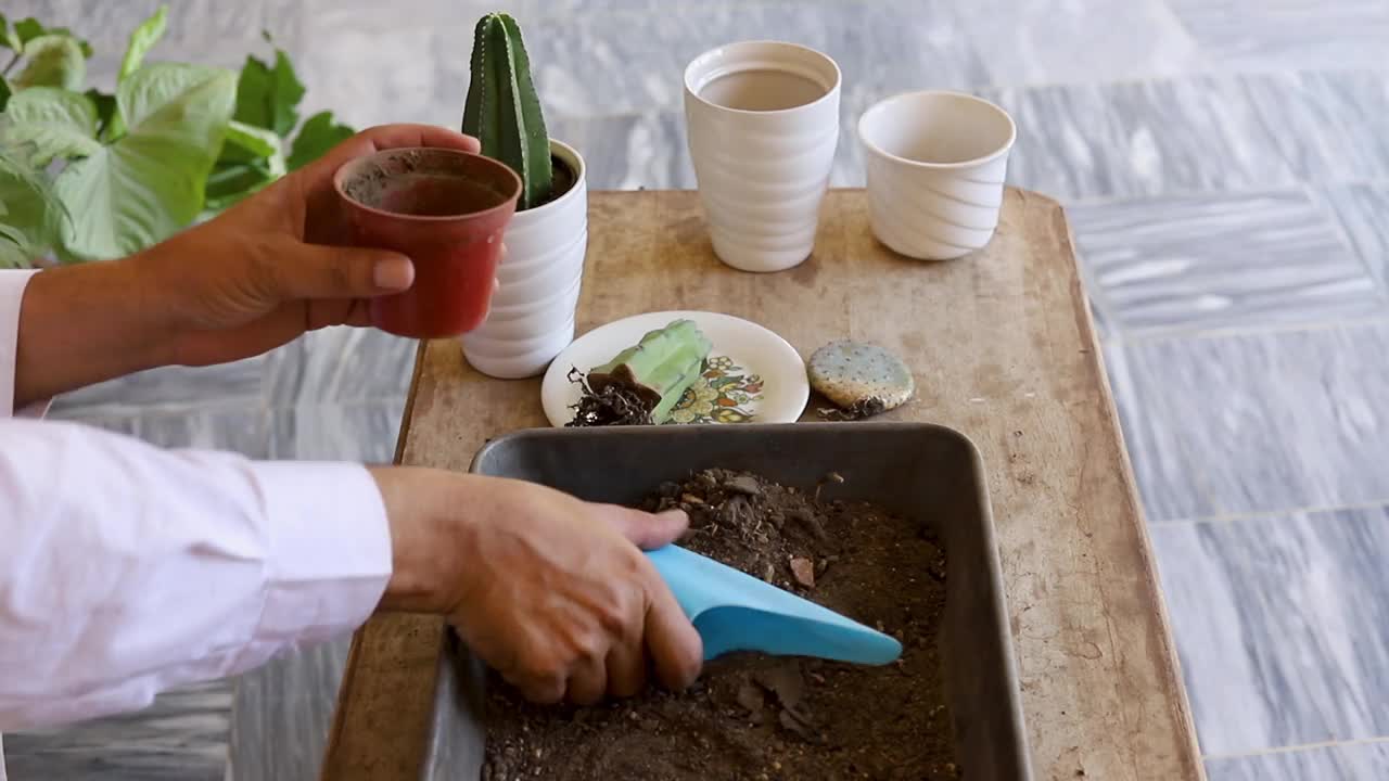 把仙人掌移栽到花盆里视频素材