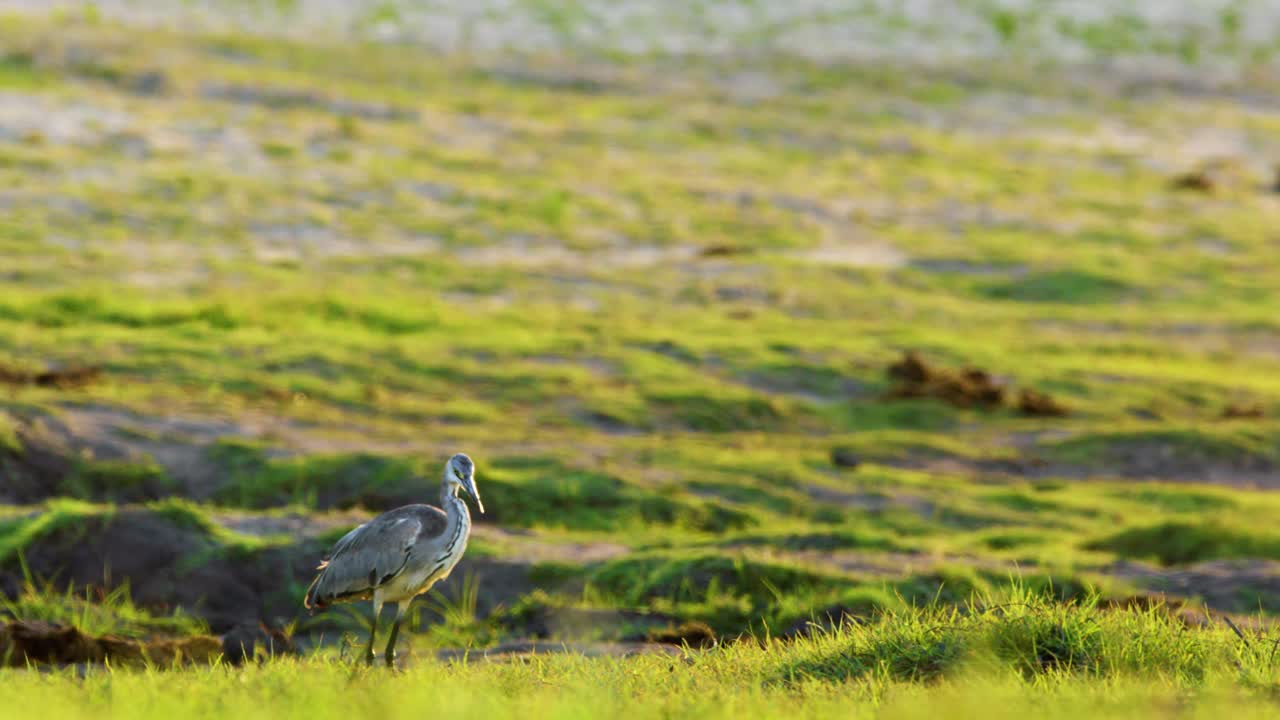 灰鹭(Ardea cinerea)在捕捉鱼时靠近视频素材