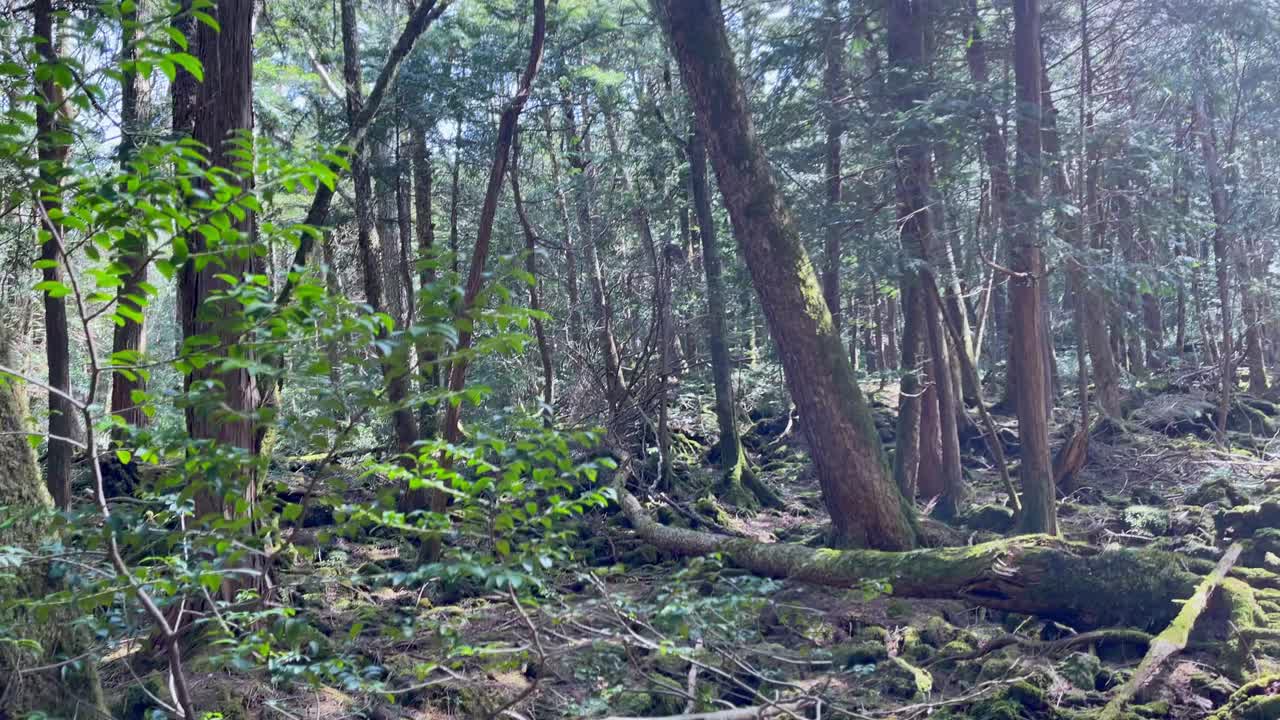 日本富士山青木原自杀森林视频素材