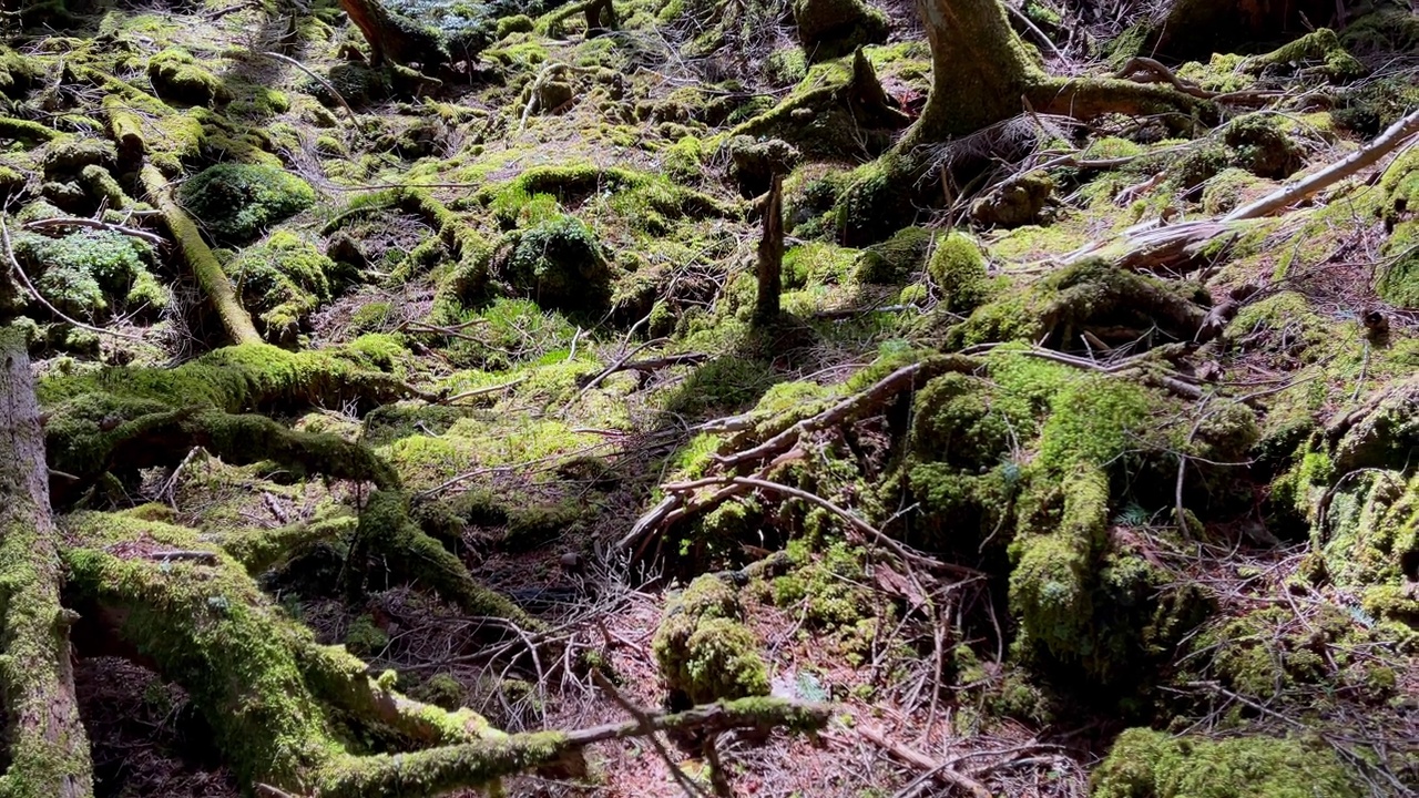 青苔覆盖了青木原的森林地面视频素材