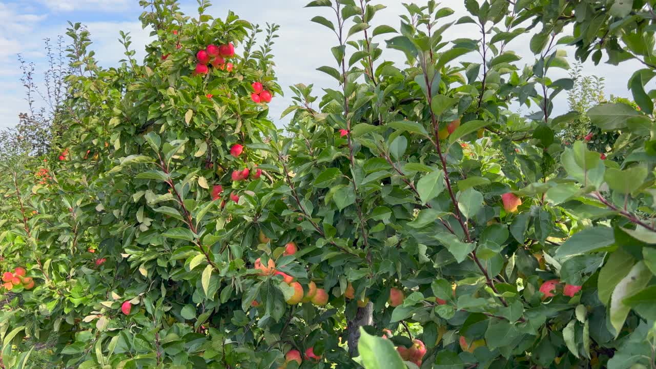 树上的红苹果准备收割了。苹果园里成熟的红苹果。视频素材
