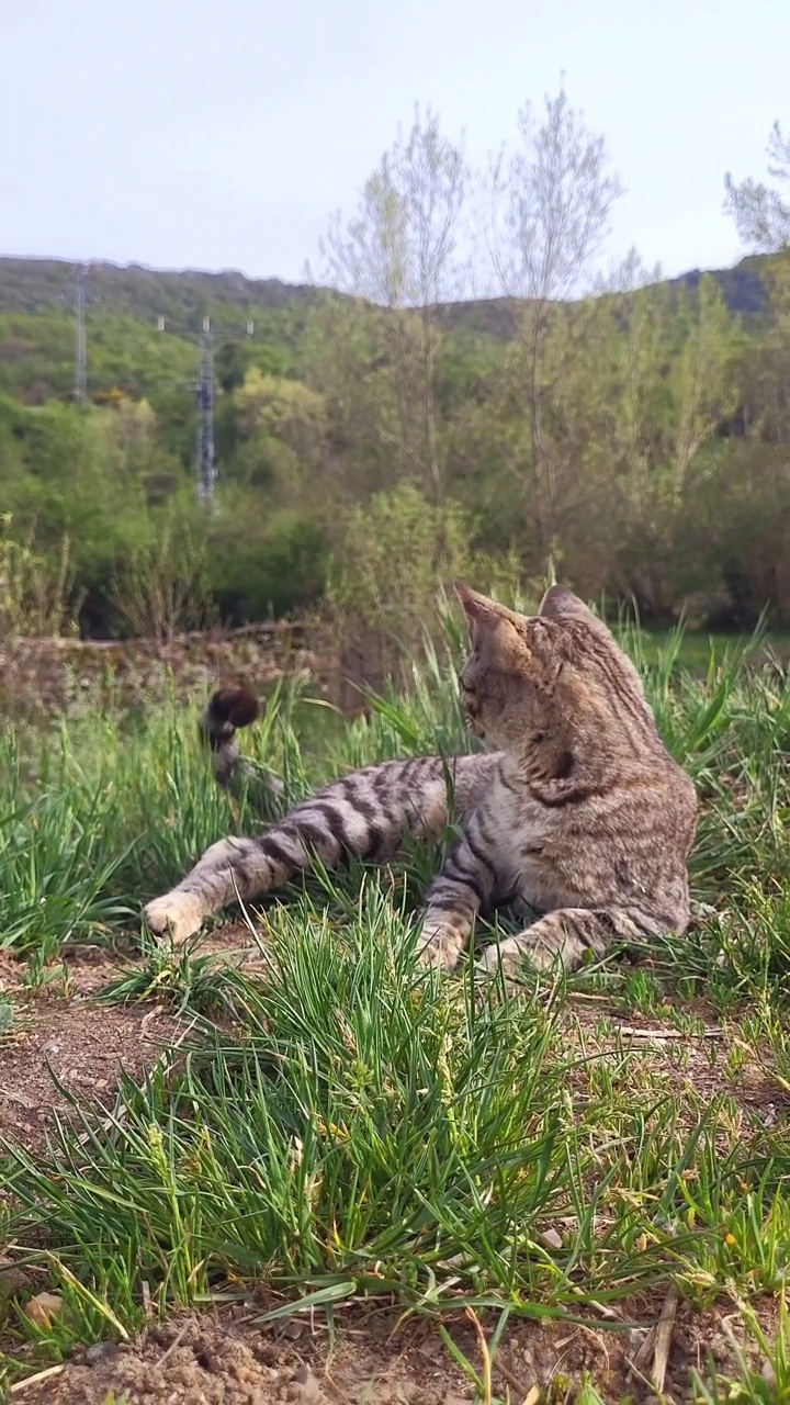 躺着的猫起床了。慢动作4k垂直镜头视频素材