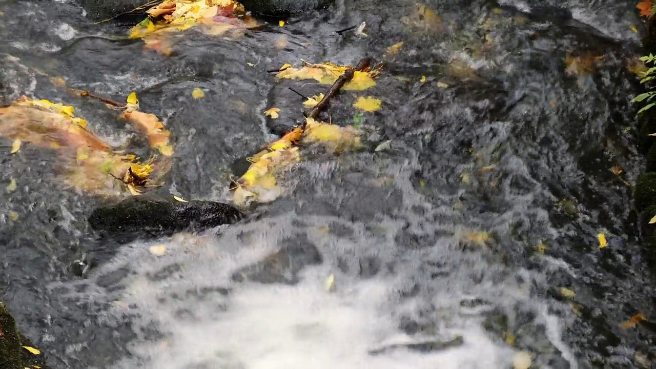 秋叶漂浮在水面上。秋叶落在湖面上。大自然的风景落橙叶在水面上航行视频素材